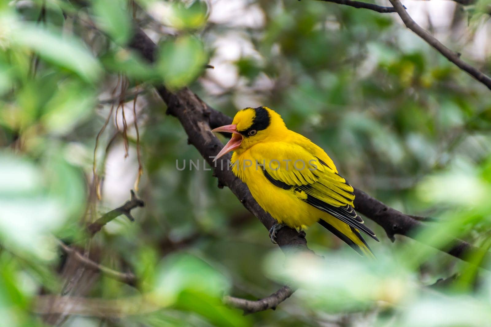 Bird (Black-Naped Oriole, Oriolus chinensi) yellow color perched on a tree in the garden