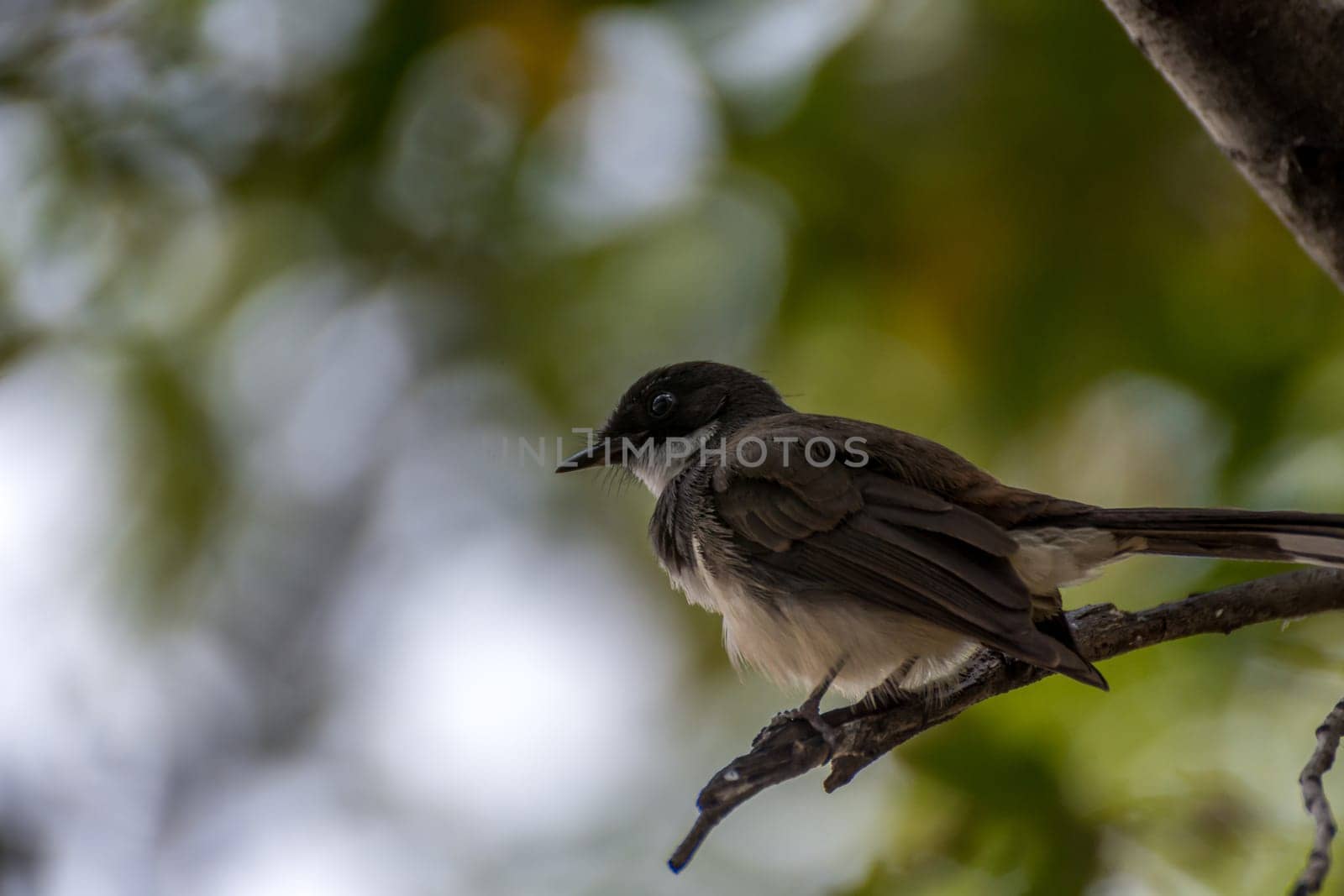 Bird (Pied Fantail Flycatcher, Rhipidura javanica) black color perched on a tree in the garden