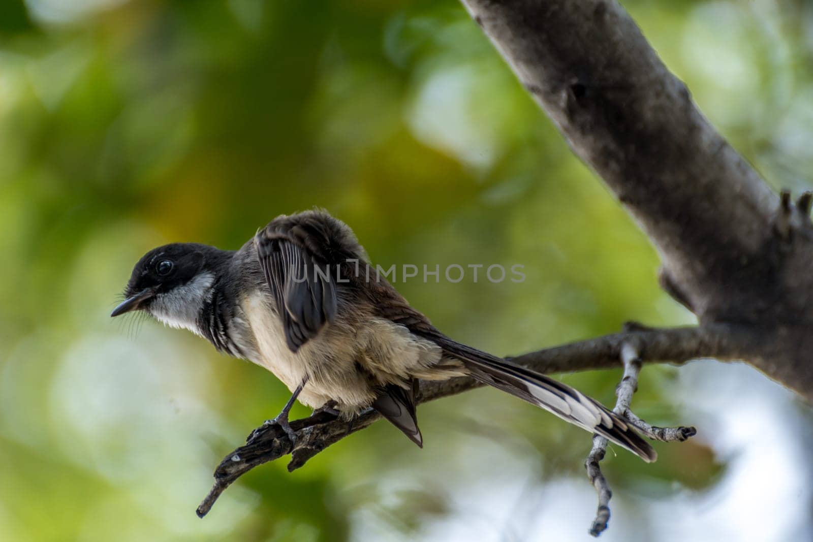 Bird (Pied Fantail Flycatcher, Rhipidura javanica) black color perched on a tree in the garden