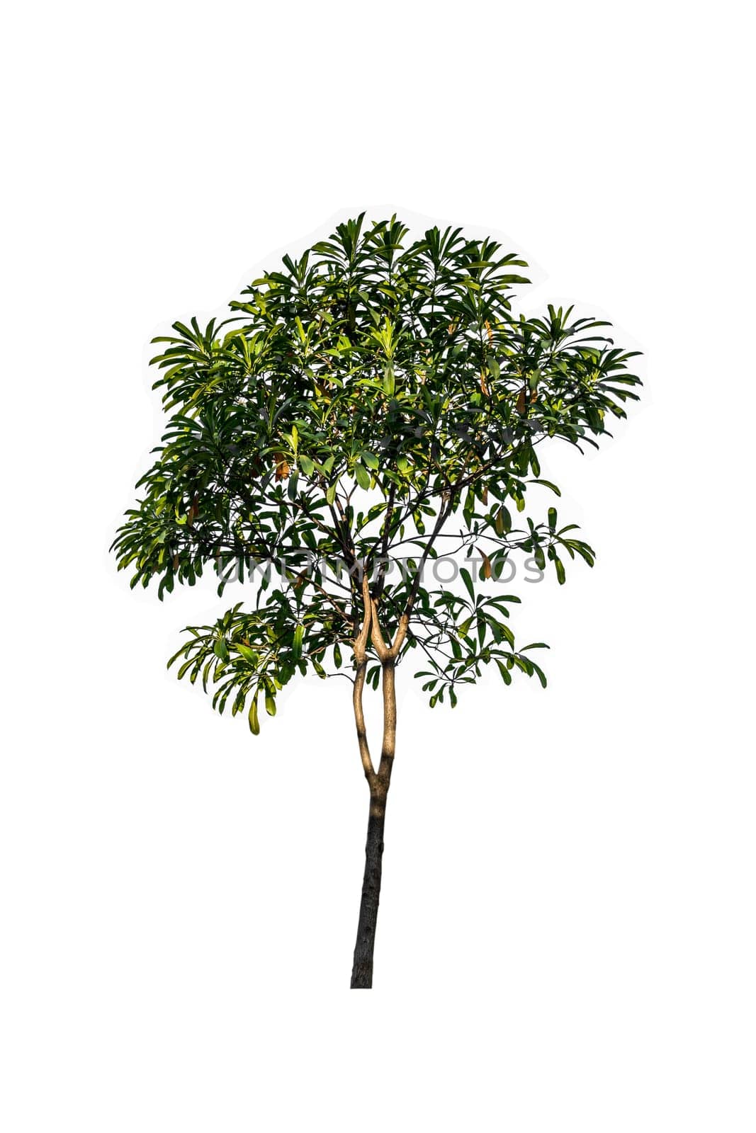Tree green color isolated on white background