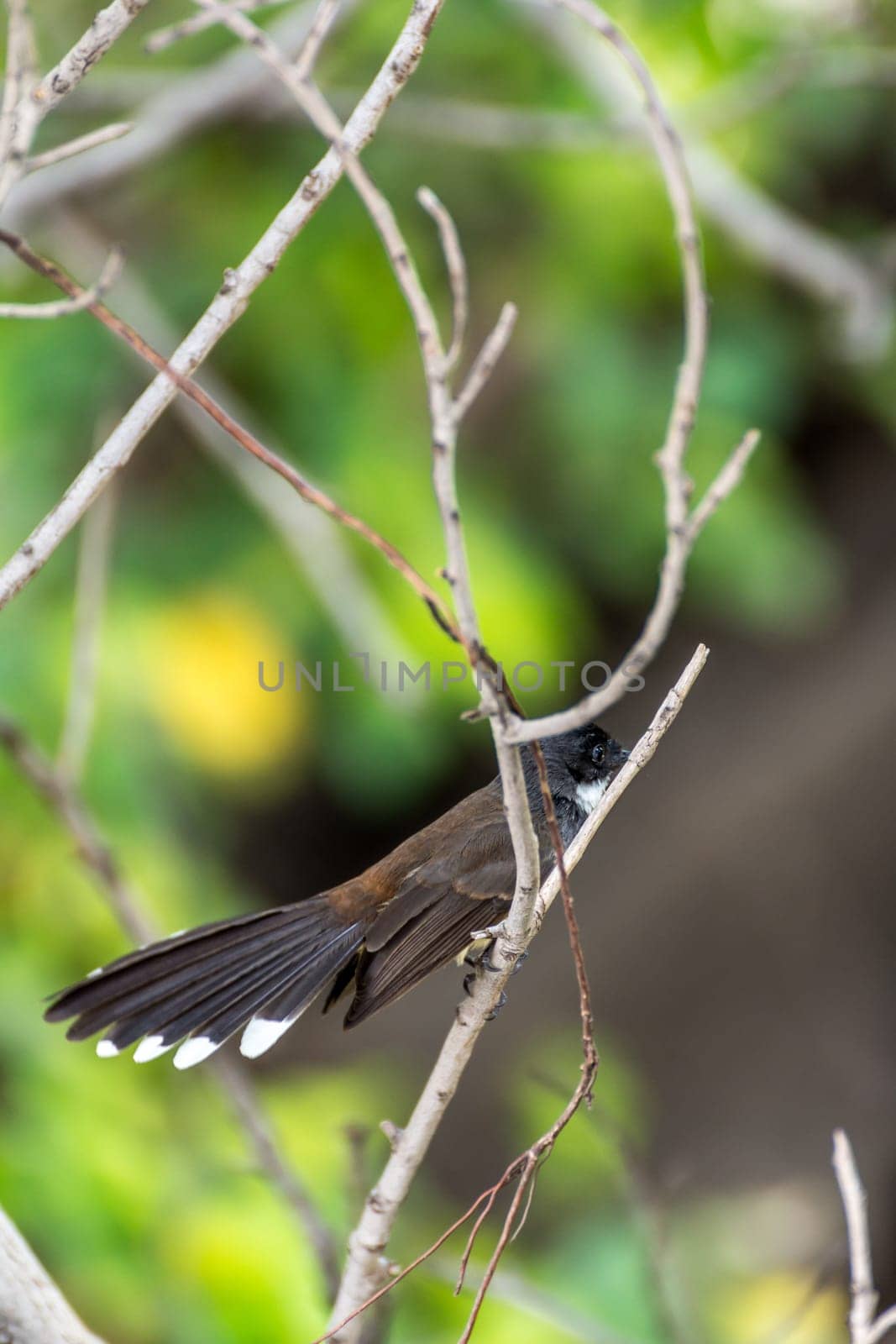Bird (Pied Fantail Flycatcher, Rhipidura javanica) black color perched on a tree in the garden