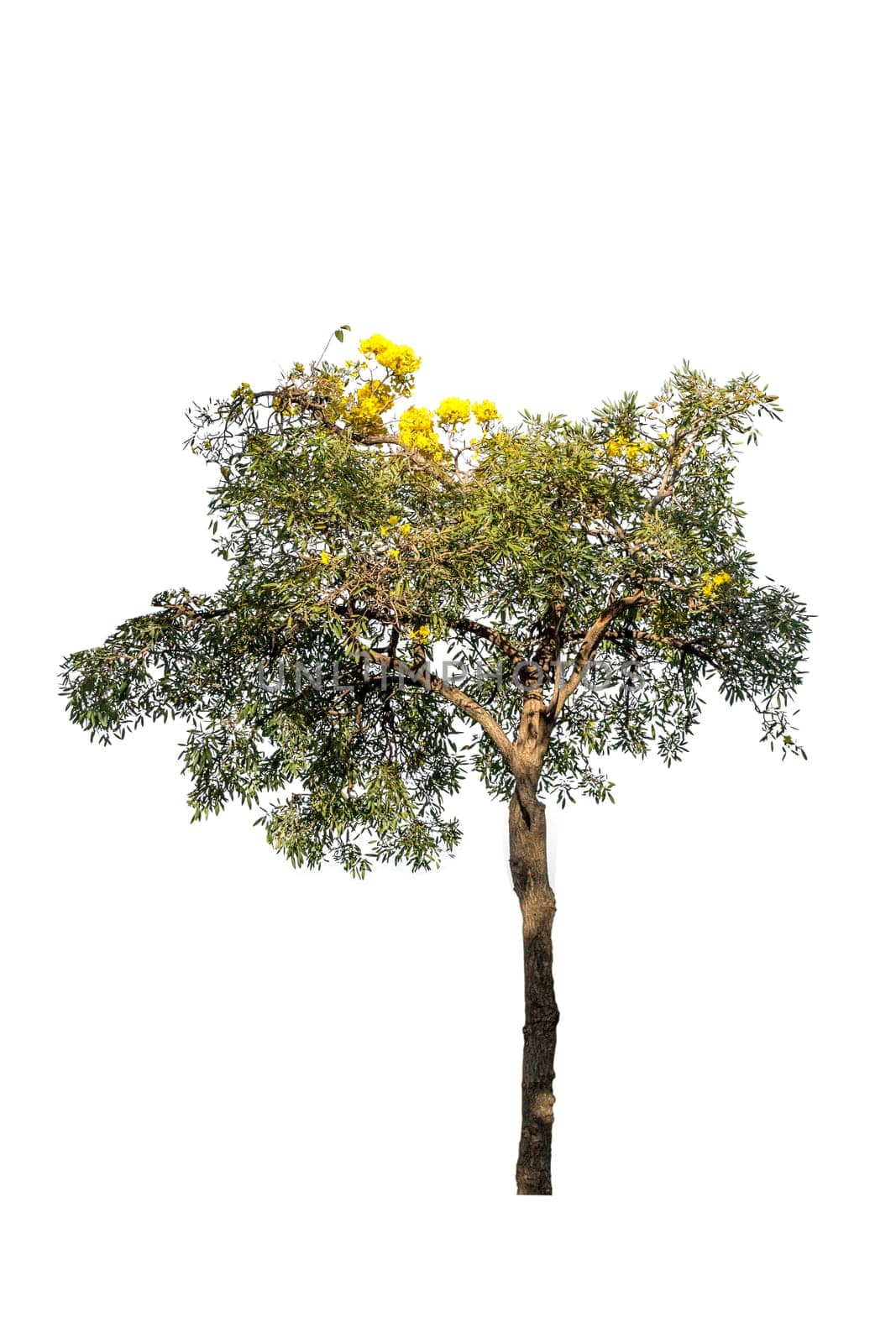 Tree green color isolated on white background