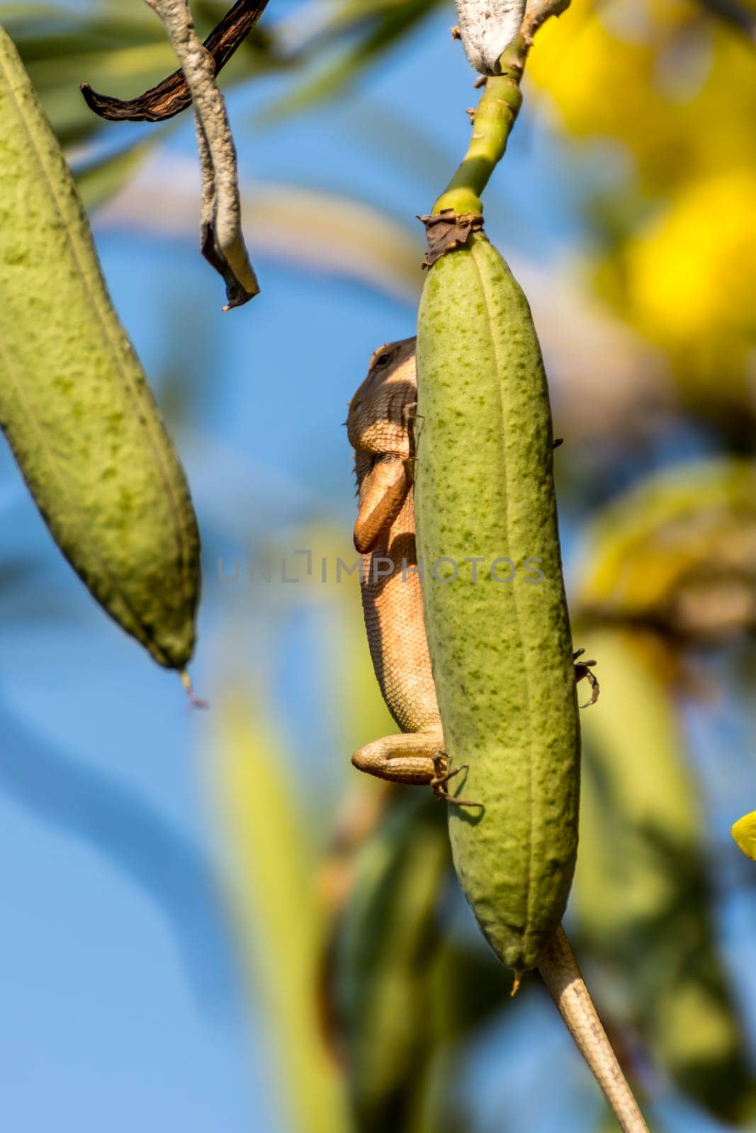 Lizard (Oriental garden lizard, Eastern garden lizard, Changeable lizard, Calotes mystaceus, Calotes versicolor, Agamidae, Agamid lizard) red and brown color on a tree in the garden