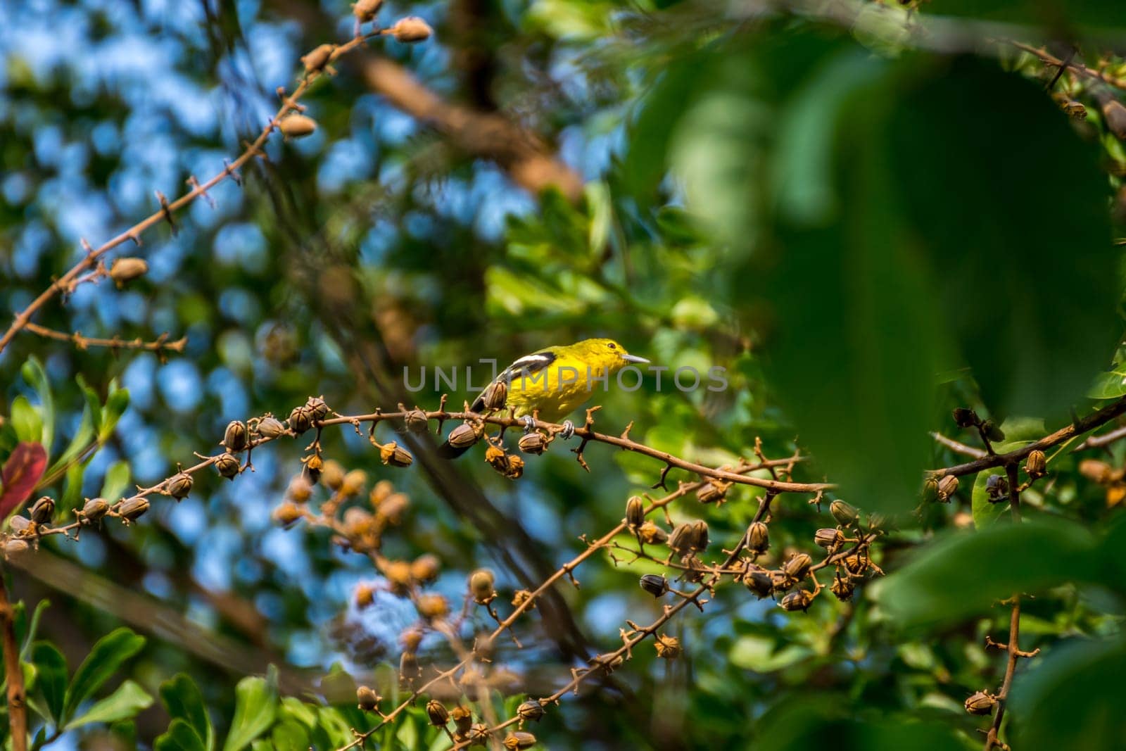 Bird (Common Iora, Aegithina tiphia) yellow color perched on a tree in the garden
