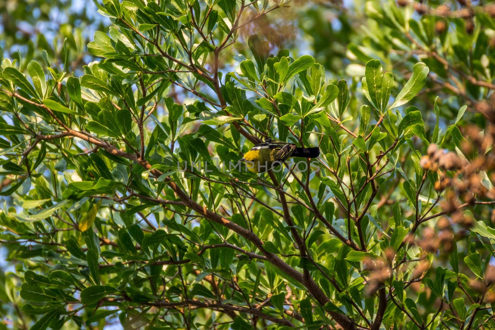 Bird (Common Iora, Aegithina tiphia) yellow color perched on a tree in the garden