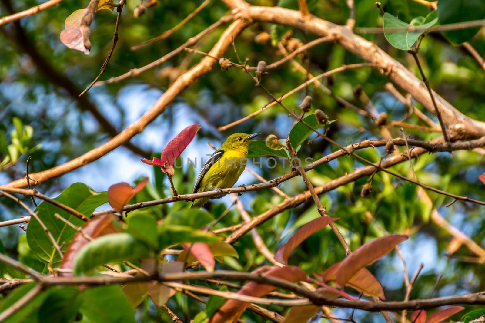 Bird (Common Iora, Aegithina tiphia) yellow color perched on a tree in the garden