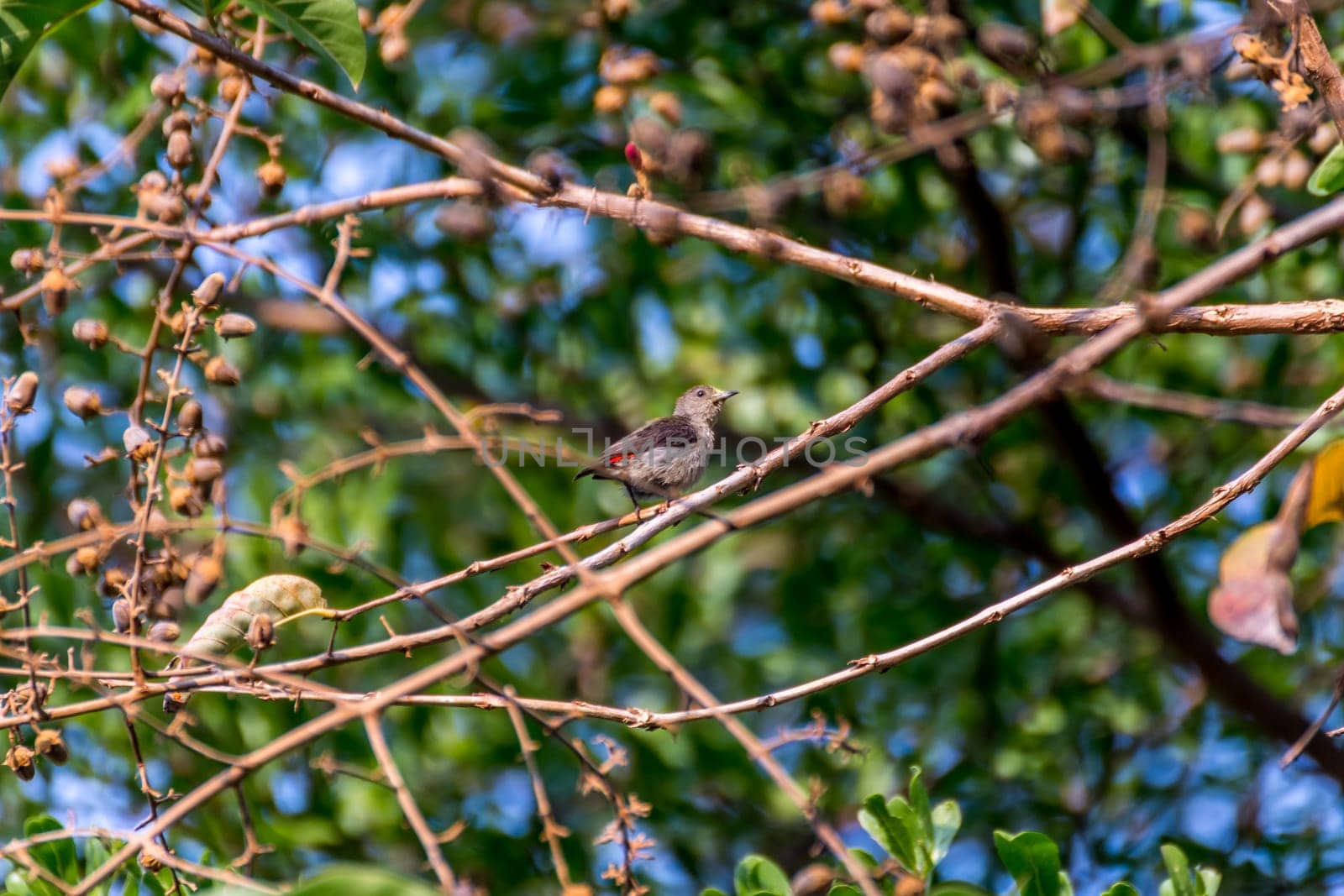 Bird (Scarlet-backed Flowerpecker, Dicaeum cruentatum) female olive green and red color perched on a tree in the garden