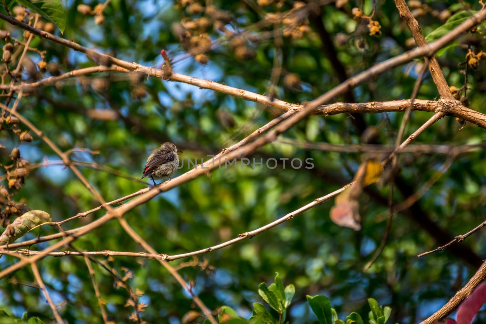 Bird (Scarlet-backed Flowerpecker, Dicaeum cruentatum) female olive green and red color perched on a tree in the garden