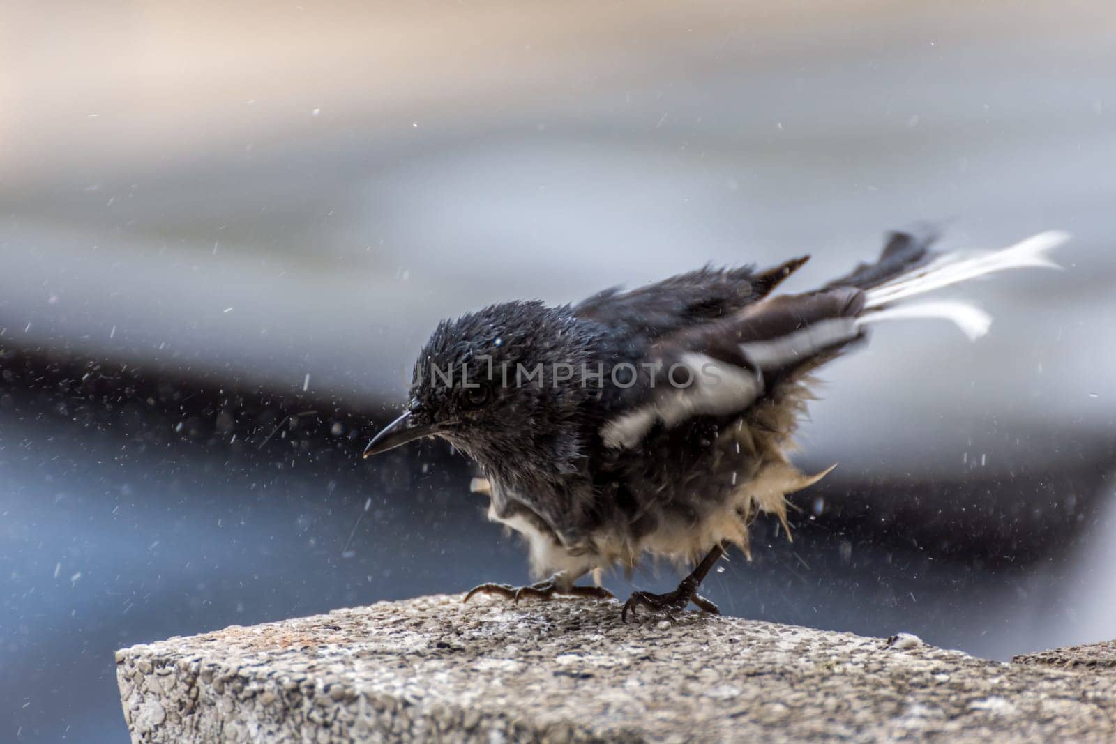 Bird (Oriental magpie-robin or Copsychus saularis) male black and white color bath in puddle in the garden