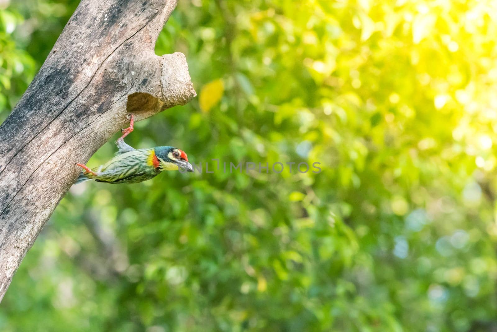 Bird (Coppersmith barbet, Crimson-breasted barbet, Coppersmith, Megalaima haemacephala) yellow, green and red color perched at hollow tree trunk in a nature wild