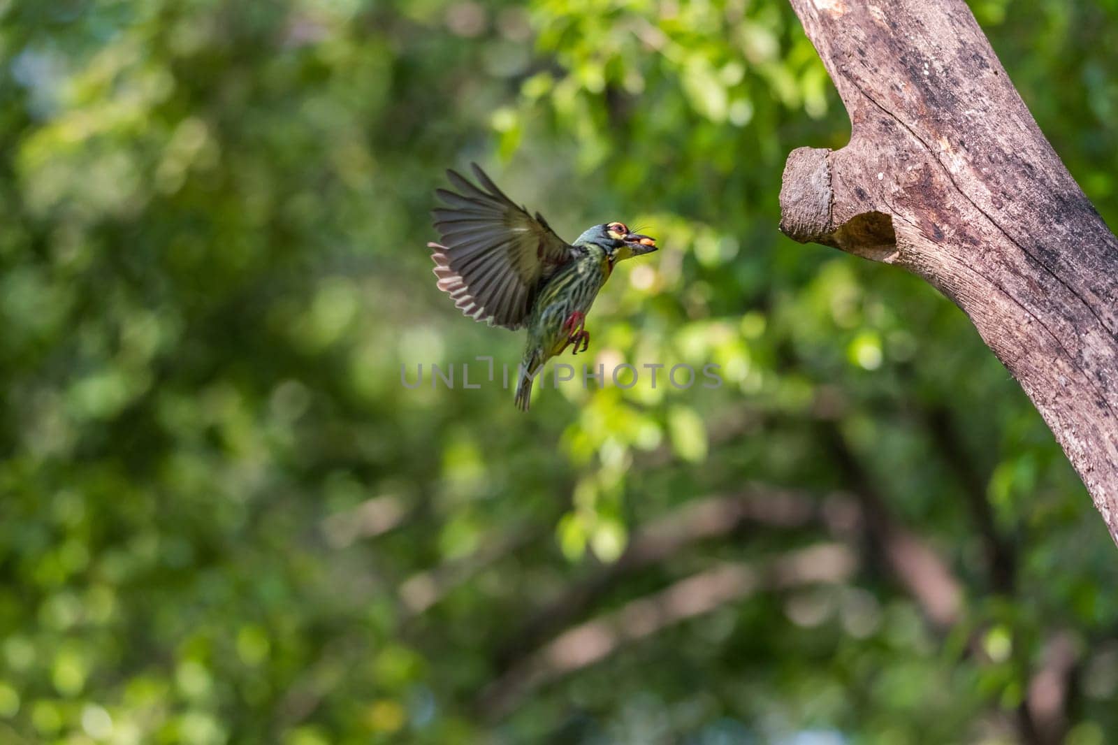 Bird (Coppersmith barbet, Crimson-breasted barbet, Coppersmith, Megalaima haemacephala) yellow, green and red color flying for feeding to baby bird at hollow tree trunk in a nature wild