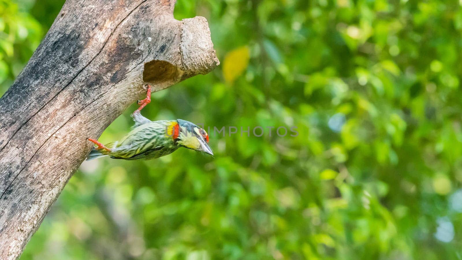 Bird (Coppersmith barbet, Crimson-breasted barbet, Coppersmith, Megalaima haemacephala) yellow, green and red color perched at hollow tree trunk in a nature wild