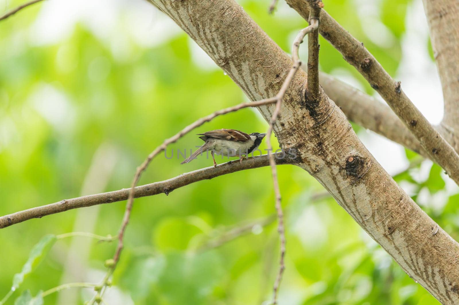 Bird (House Sparrow, Passer domesticus) males brighter black, white, and brown markings color perched on a tree in a nature wild