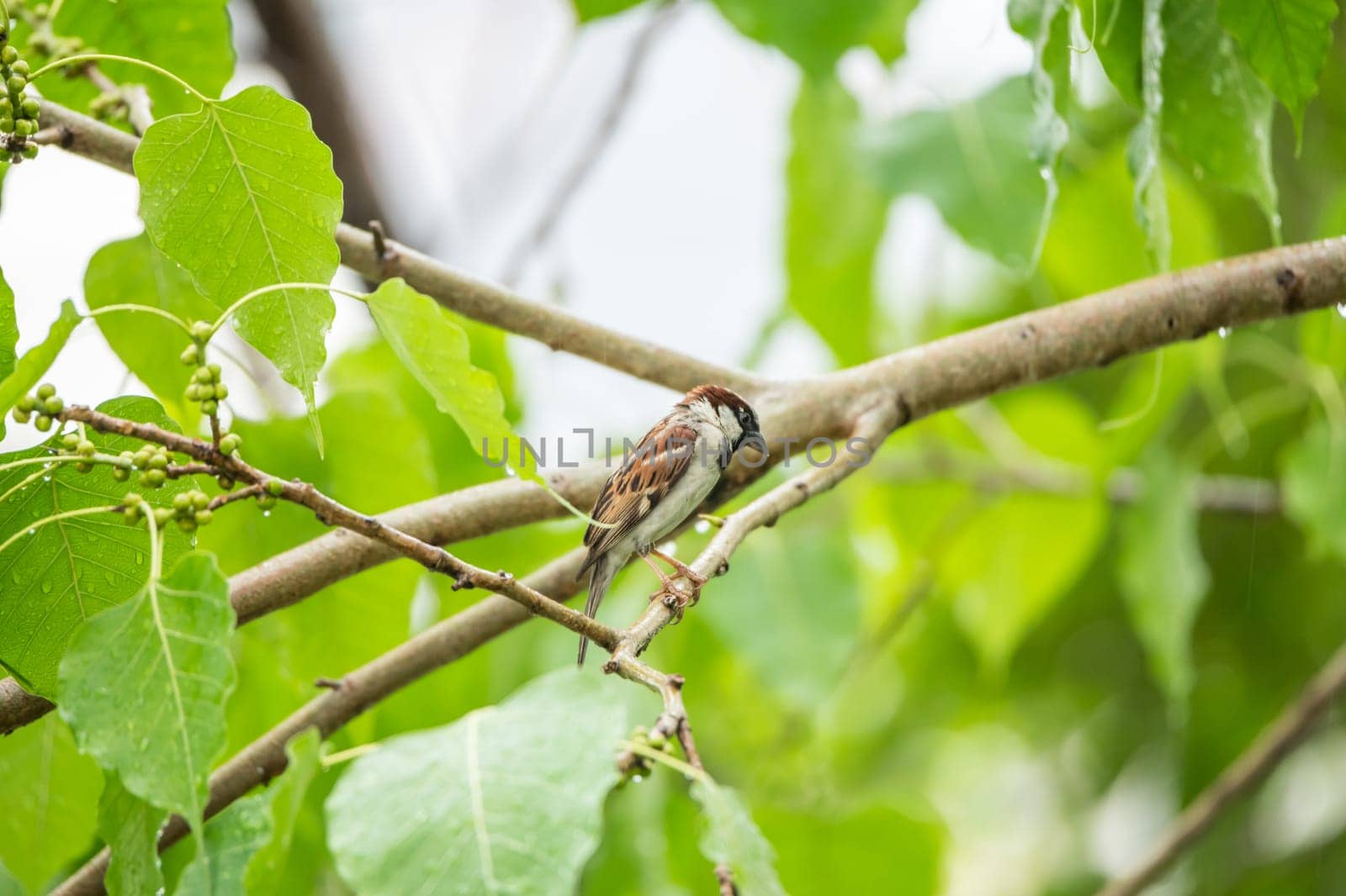 Bird (House Sparrow, Passer domesticus) males brighter black, white, and brown markings color perched on a tree in a nature wild