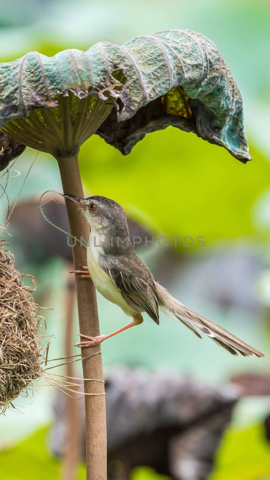 Bird (Plain Prinia, White-browed Prinia, Plain Wren-Warbler, Brown Wren-Warbler) brown color build and perched at bird nest on a tree in a nature wild