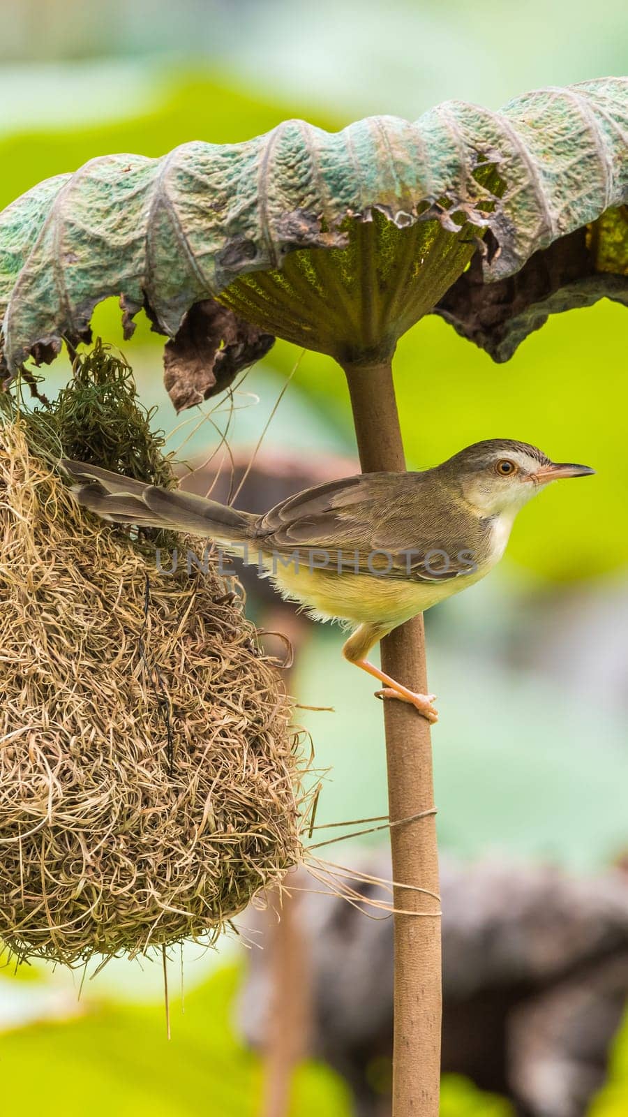 Bird (Plain Prinia, White-browed Prinia, Plain Wren-Warbler, Brown Wren-Warbler) brown color build and perched at bird nest on a tree in a nature wild