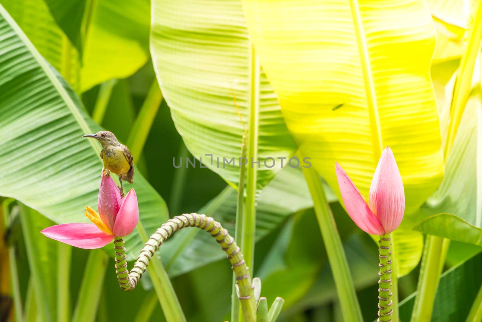 Bird (Brown-throated sunbird, Plain-throated sunbird) female yellow color perched on banana tree and eating nectar from pollen of banana flower in the nature wild