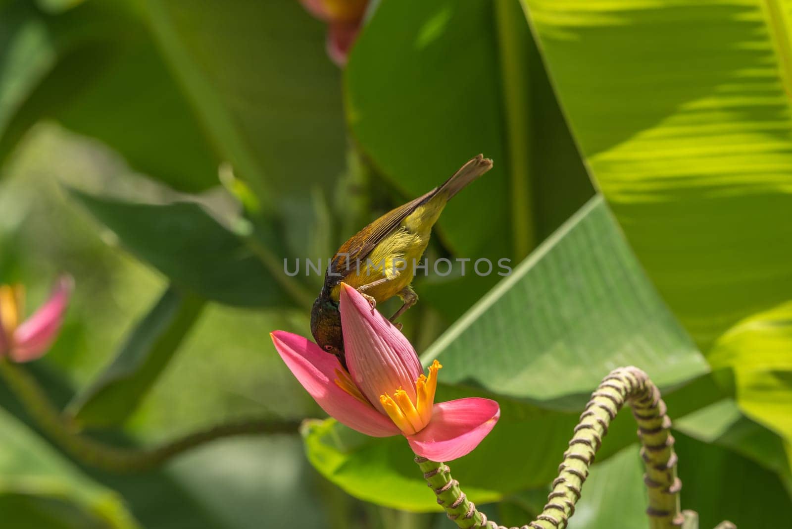 Bird (Brown-throated sunbird, Plain-throated sunbird) male yellow color perched on banana tree and eating nectar from pollen of banana flower in the nature