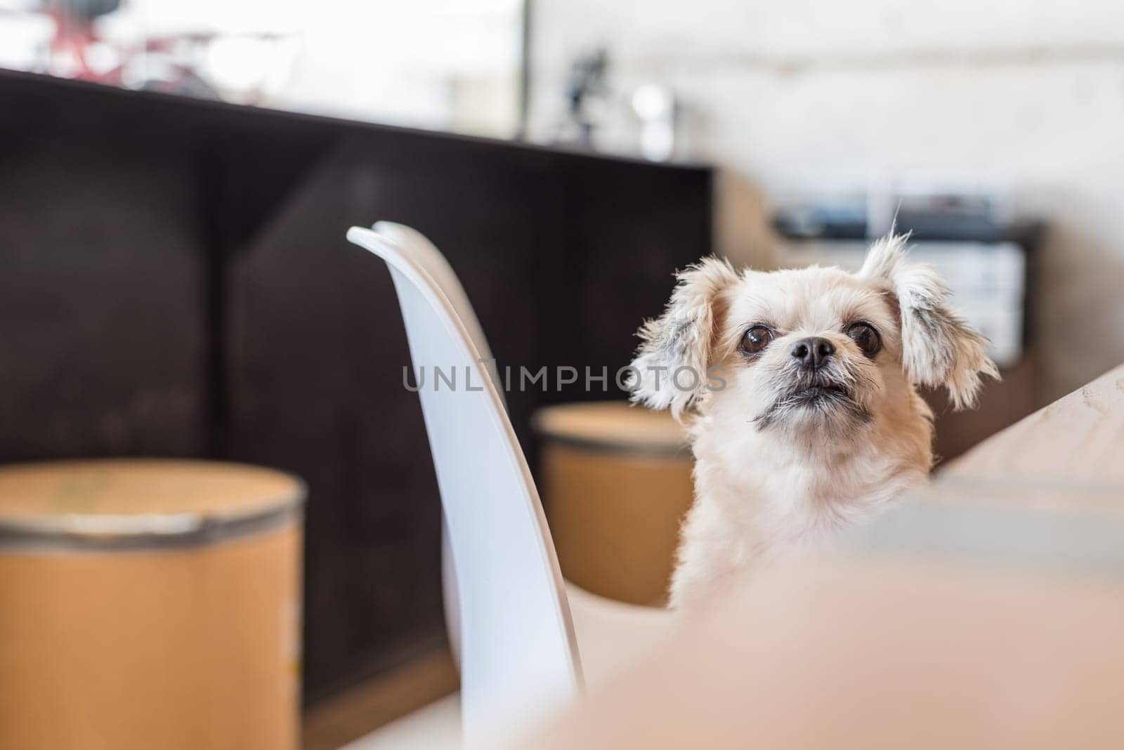 Dog so cute mixed breed with Shih-Tzu, Pomeranian and Poodle sitting on chair and looking at something with interest in cafe coffee shop or bakery ice-cream restaurant