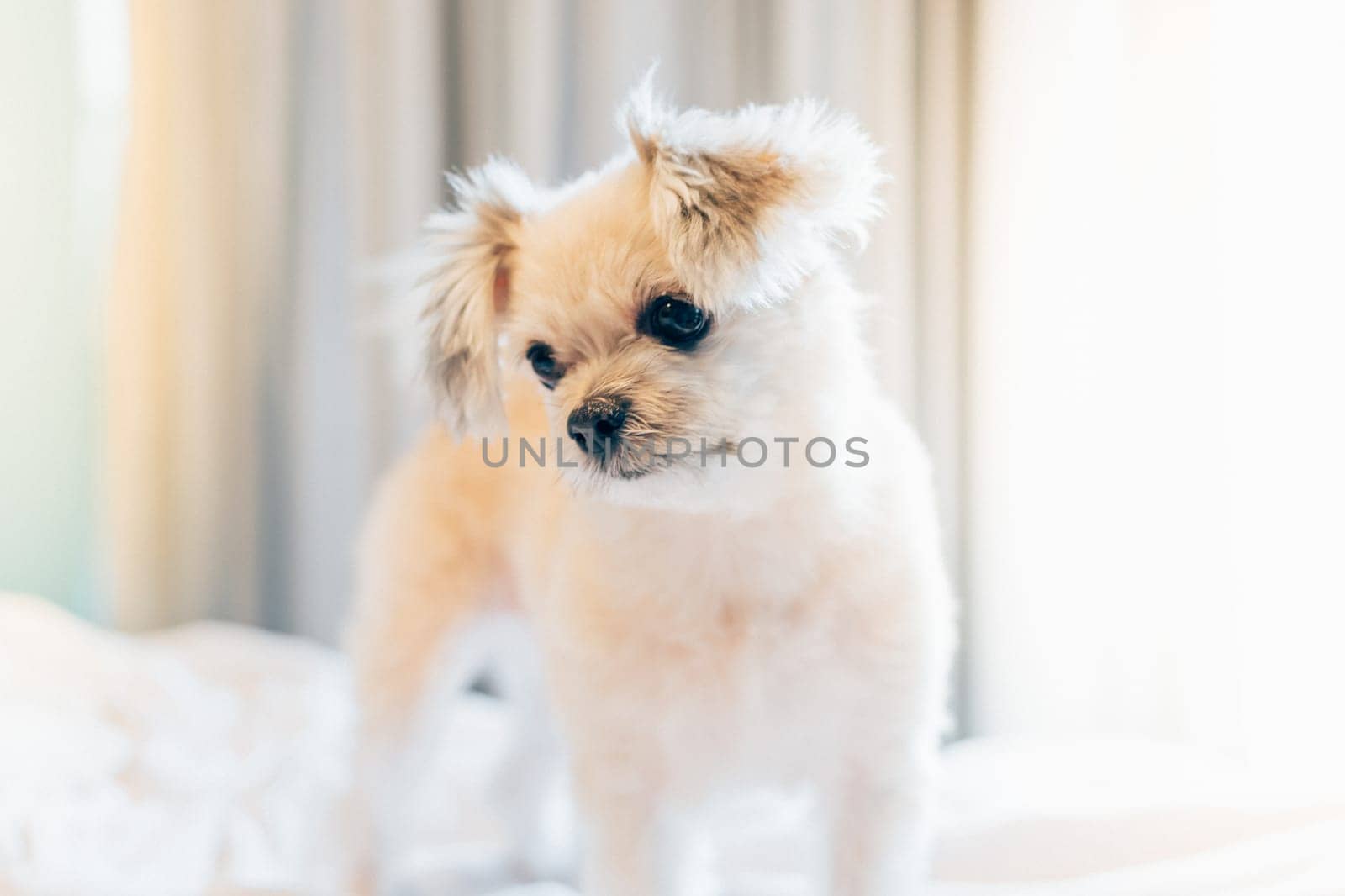 Dog so cute mixed breed with Shih-Tzu, Pomeranian and Poodle stand on bed with white veil and looking at something with interest on bed in bedroom at home or hotel