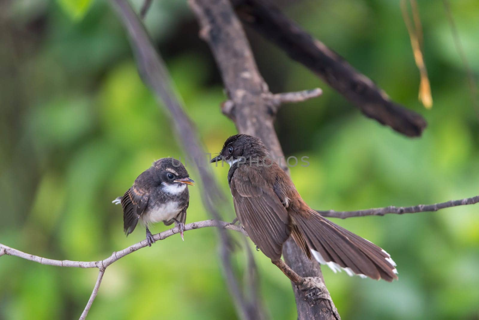 Two birds (Malaysian Pied Fantail, Rhipidura javanica) black and white color are couple, friends or brethren perched on a tree in a nature wild