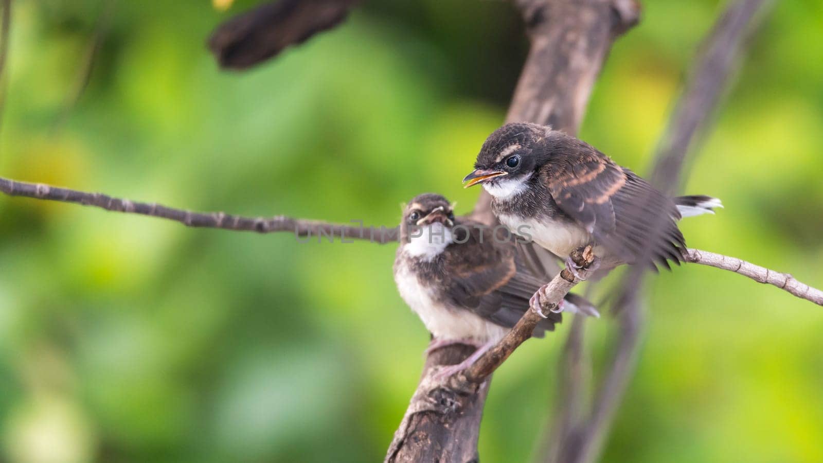 Two birds (Malaysian Pied Fantail, Rhipidura javanica) black and white color are couple, friends or brethren perched on a tree in a nature wild