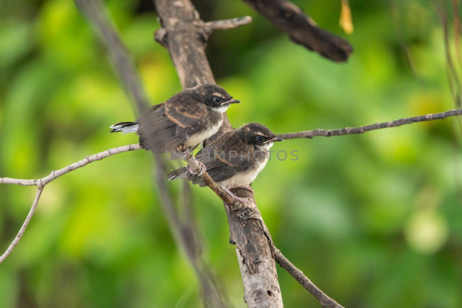 Two birds (Malaysian Pied Fantail, Rhipidura javanica) black and white color are couple, friends or brethren perched on a tree in a nature wild