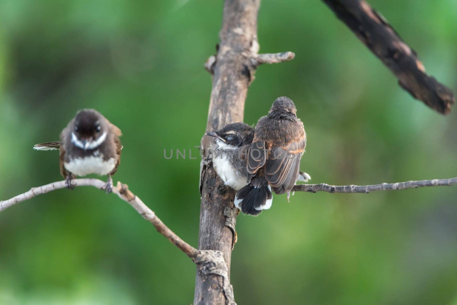 Two birds (Malaysian Pied Fantail, Rhipidura javanica) black and white color are couple, friends or brethren perched on a tree in a nature wild