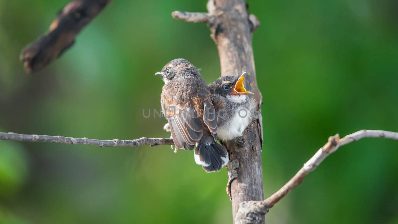 Two birds (Malaysian Pied Fantail, Rhipidura javanica) black and white color are couple, friends or brethren perched on a tree in a nature wild