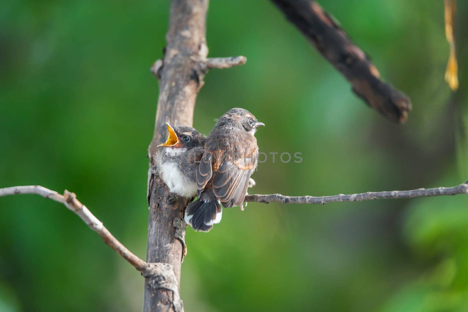 Two birds (Malaysian Pied Fantail, Rhipidura javanica) black and white color are couple, friends or brethren perched on a tree in a nature wild