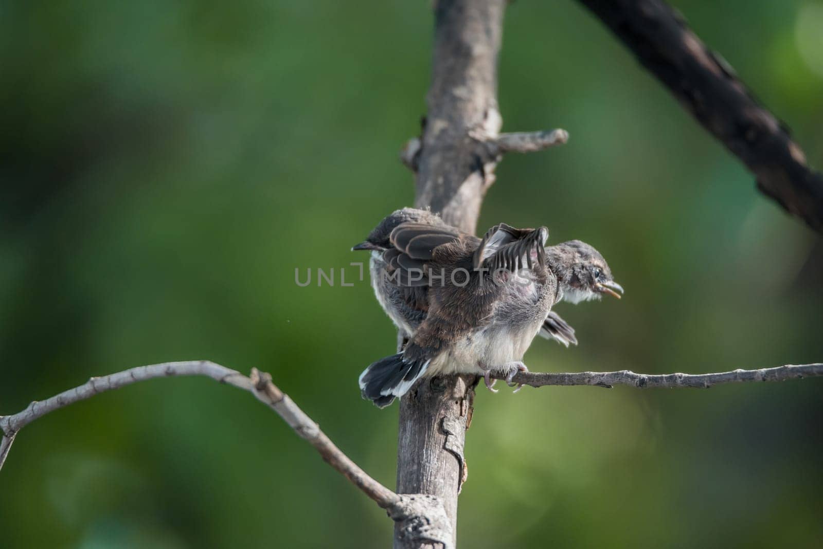 Two birds (Pied Fantail Flycatcher, Rhipidura javanica) black color in a nature wild are couple, friends or brethren