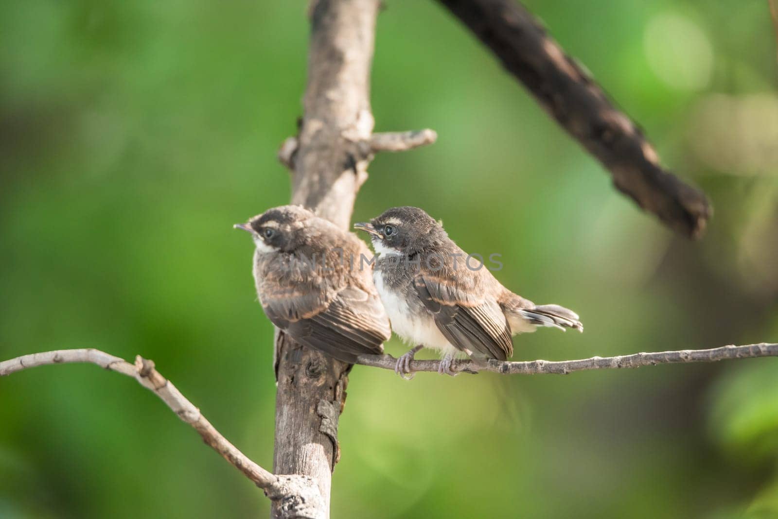 Two birds (Pied Fantail Flycatcher, Rhipidura javanica) black color in a nature wild are couple, friends or brethren