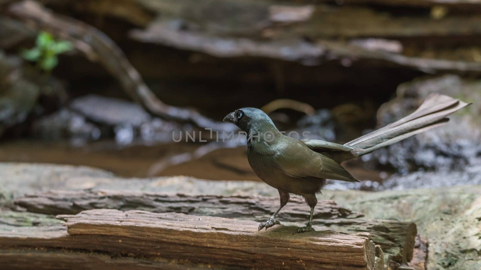 Bird (Racket-tailed Treepie, Crypsirina temia) velvety-black forehead of short, plush black feathers and oily green colour perched on a tree in a wild