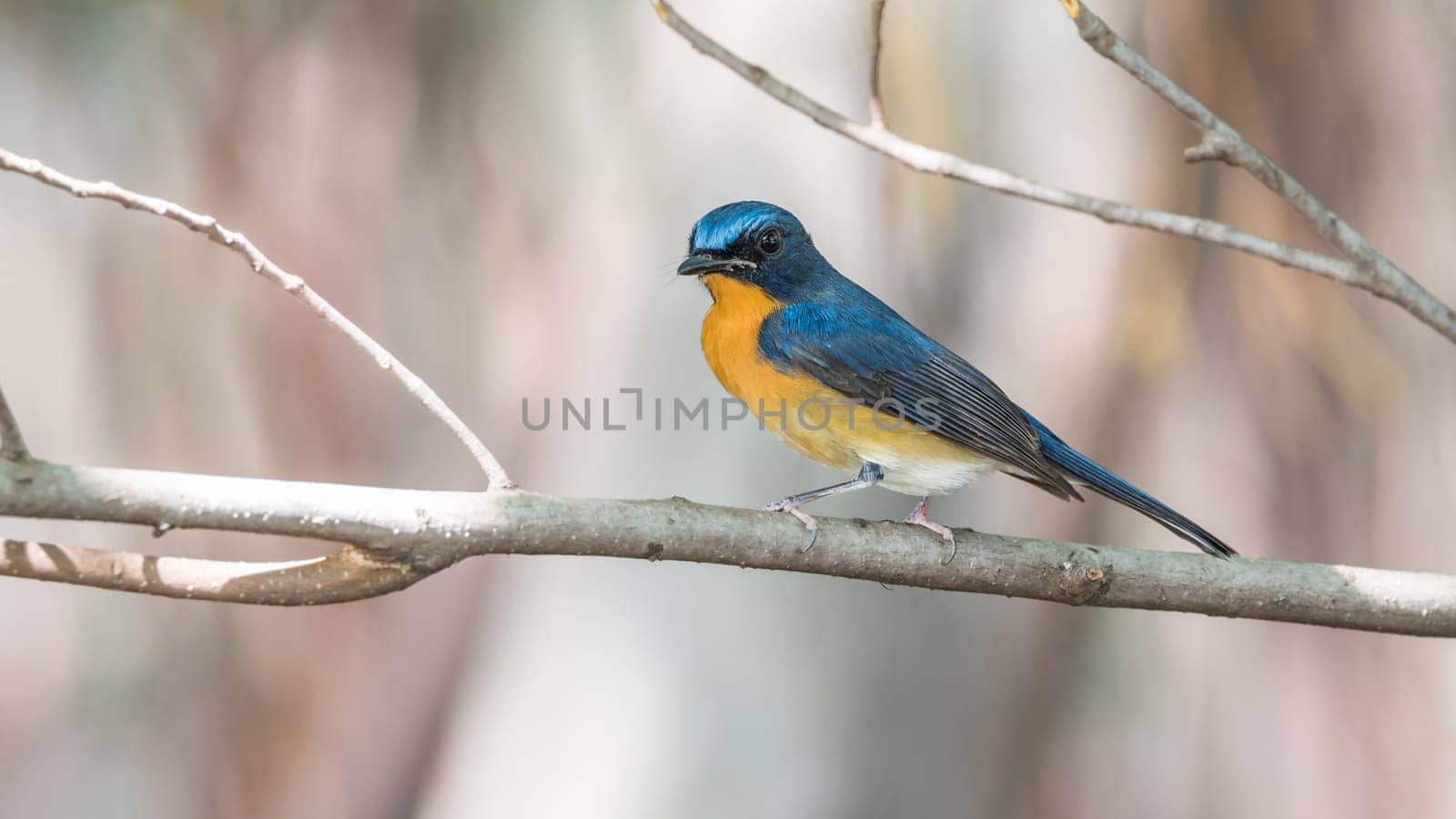 Bird (Tickell's Blue Flycatcher, Cyornis tickelliae) upper parts are bright blue throat and breast are red and the rest of the underparts are white perched on a tree in a nature wild