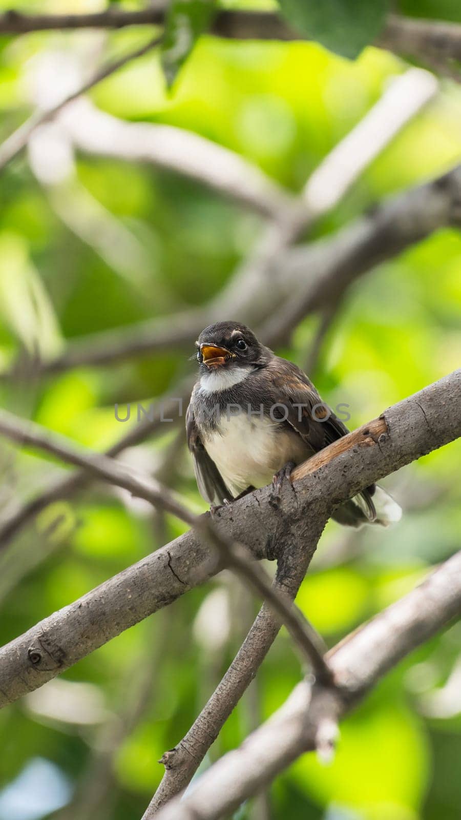 Two birds (Malaysian Pied Fantail, Rhipidura javanica) black and white color are couple, friends or brethren perched on a tree in a nature wild