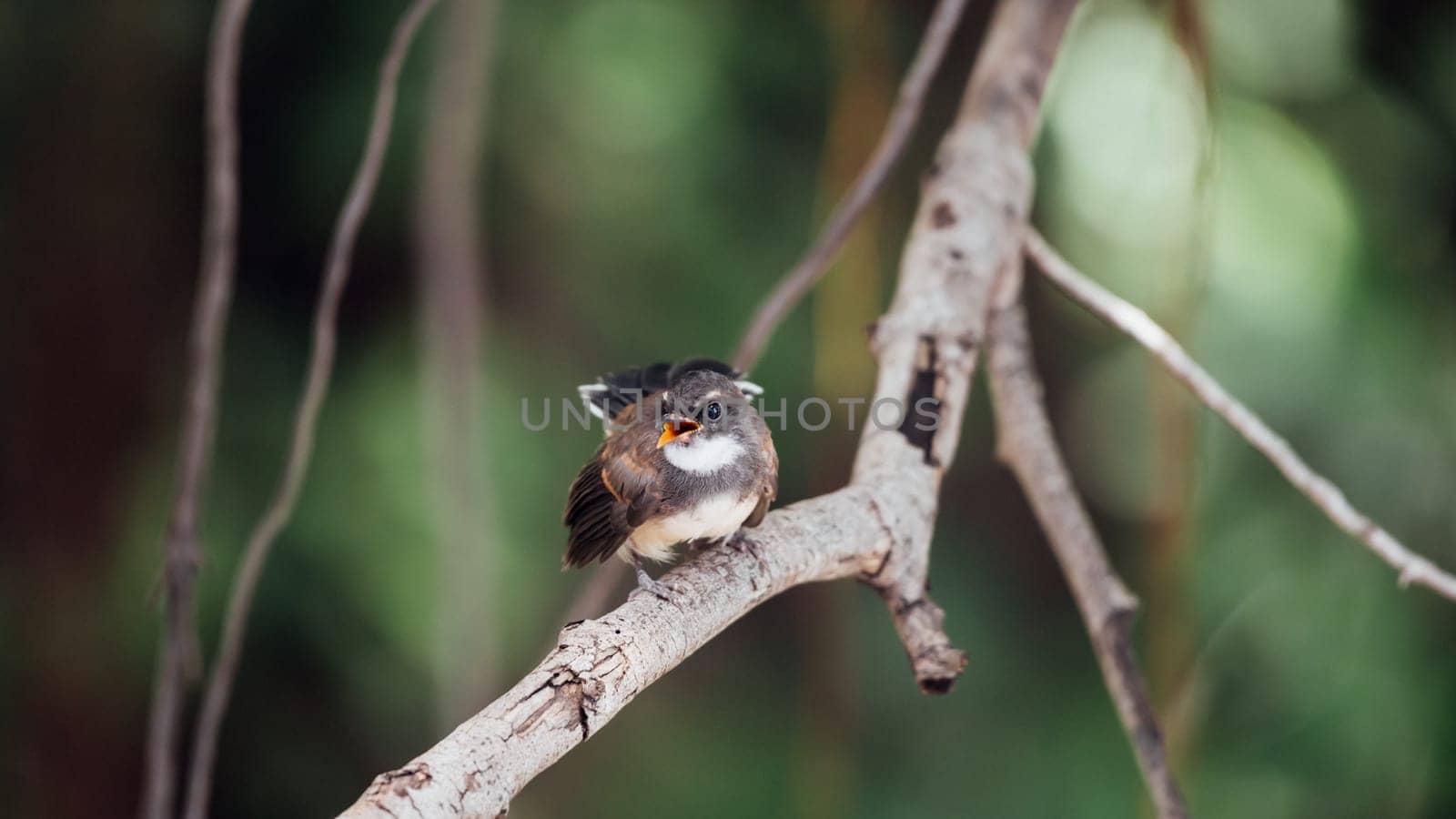 Bird (Malaysian Pied Fantail, Rhipidura javanica) black and white color perched on a tree in a nature wild