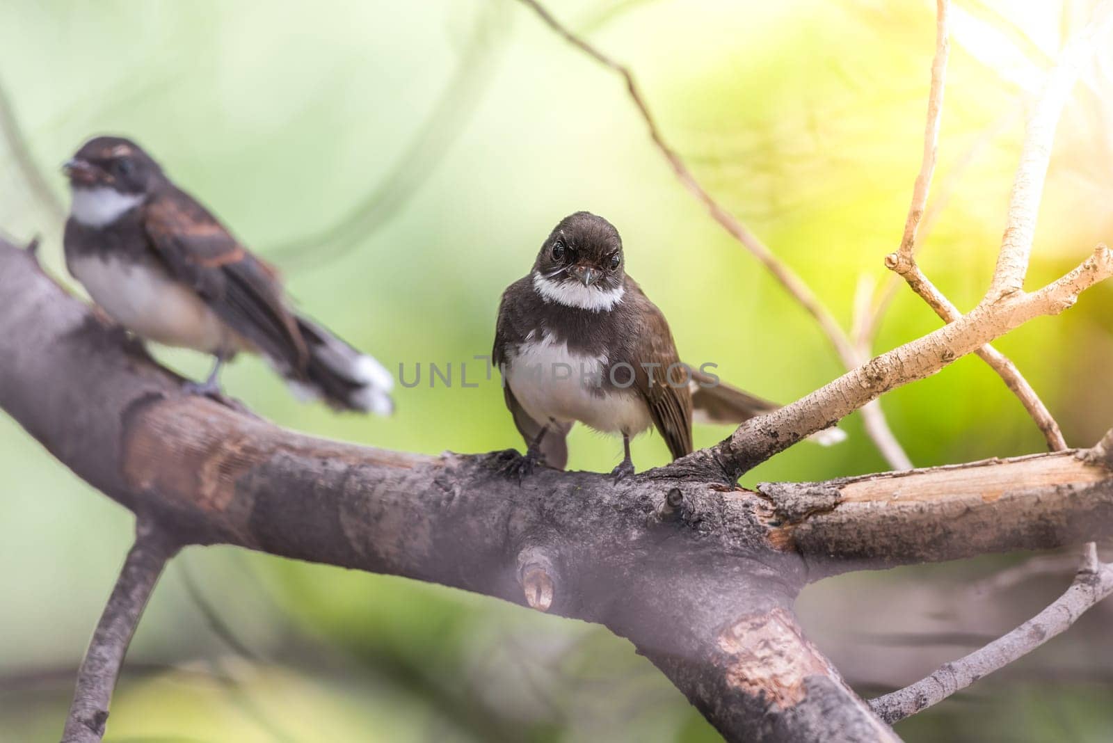 Two birds (Malaysian Pied Fantail, Rhipidura javanica) black and white color are couple, friends or brethren perched on a tree in a nature wild