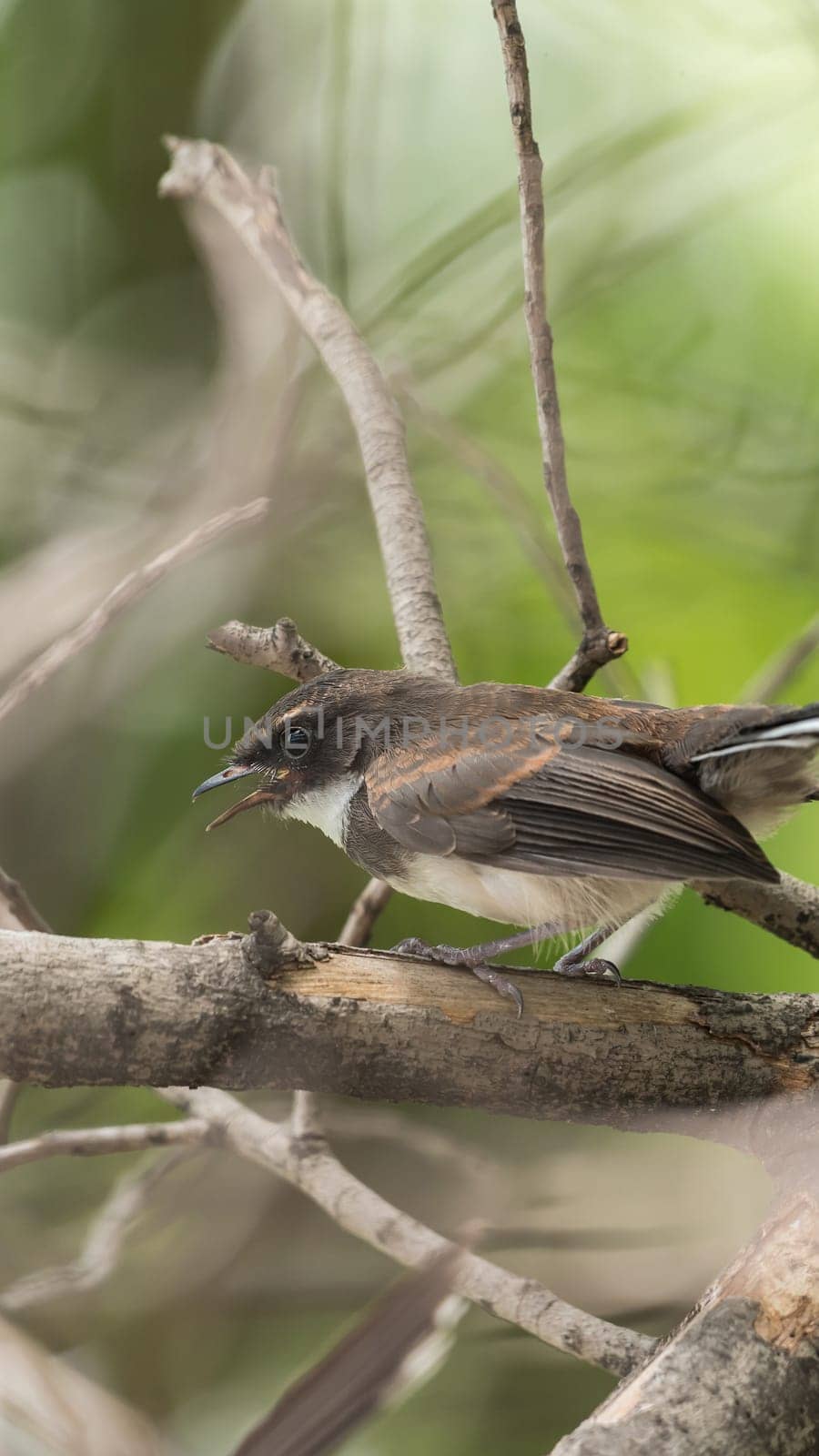 Bird (Malaysian Pied Fantail, Rhipidura javanica) black and white color perched on a tree in a nature wild