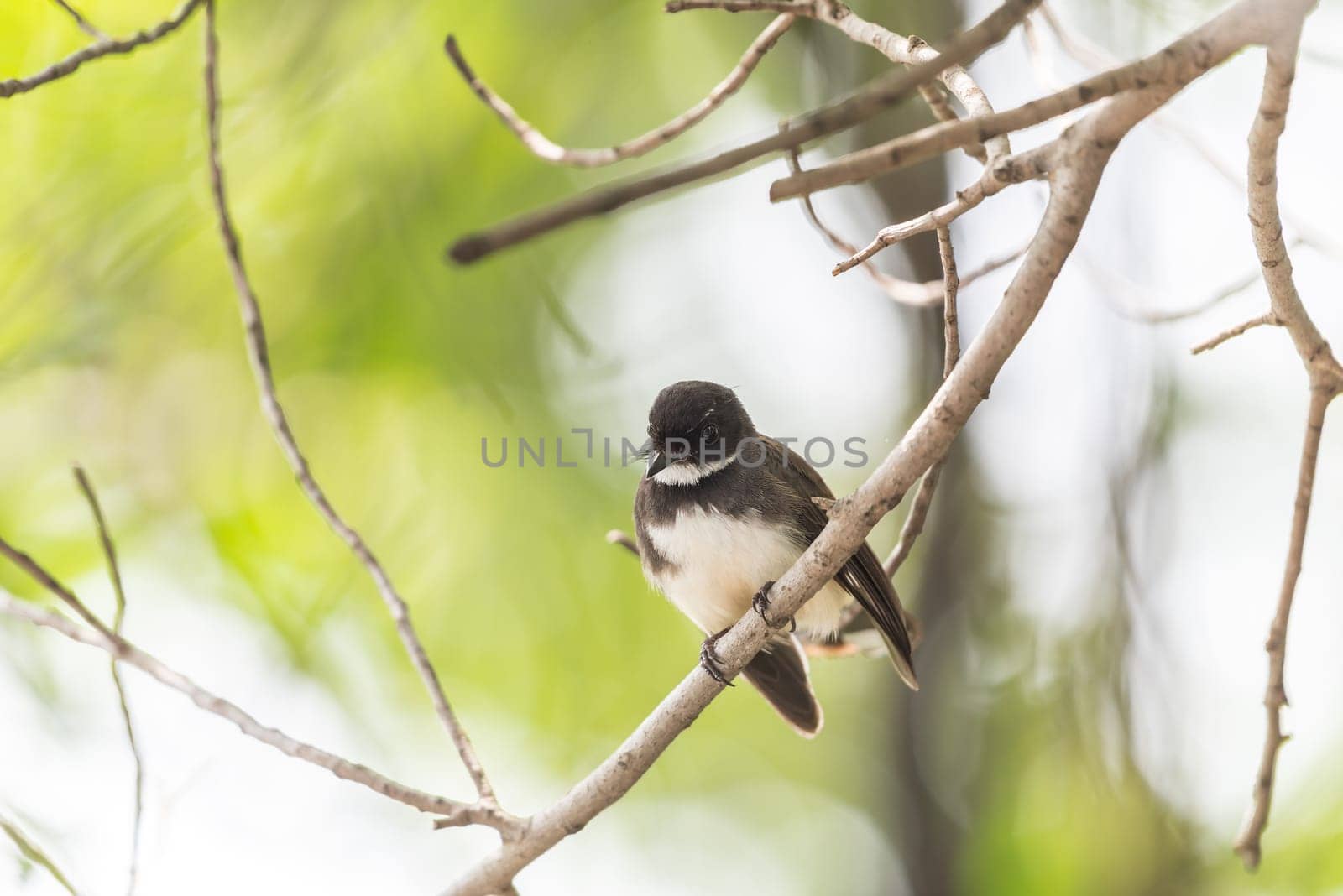 Bird (Malaysian Pied Fantail, Rhipidura javanica) black and white color perched on a tree in a nature wild
