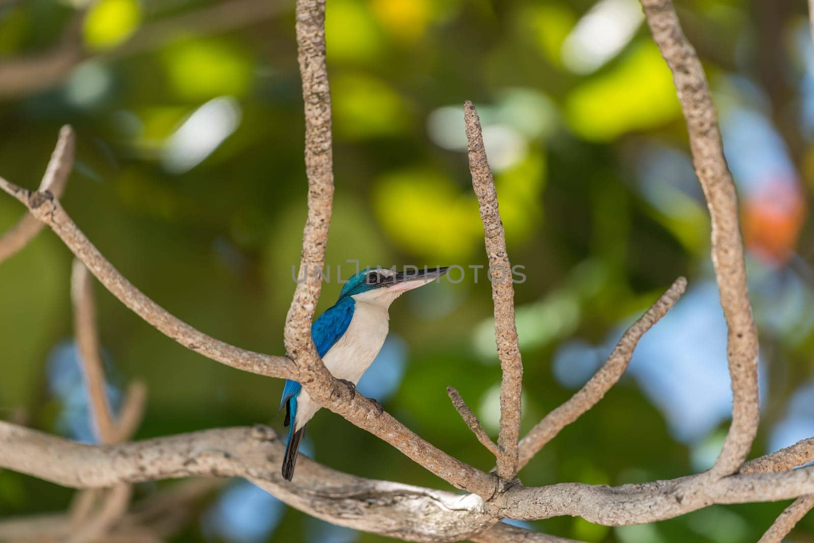 Bird (Collared kingfisher, White-collared kingfisher) blue color and white collar around the neck perched on a tree in a nature mangrove wild