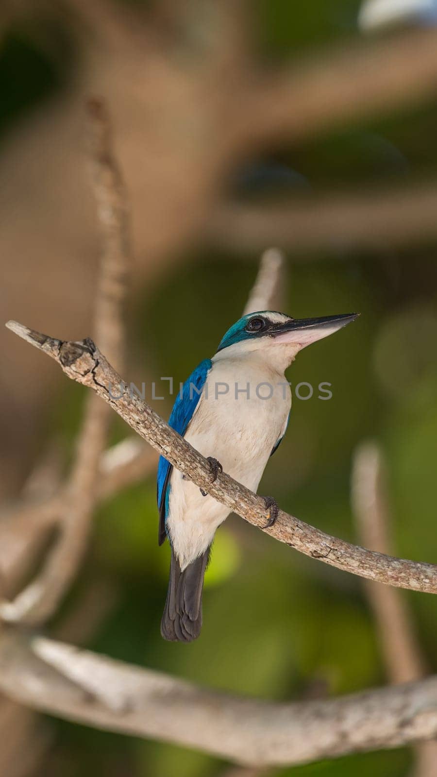 Bird (Collared kingfisher, White-collared kingfisher) blue color and white collar around the neck perched on a tree in a nature mangrove wild