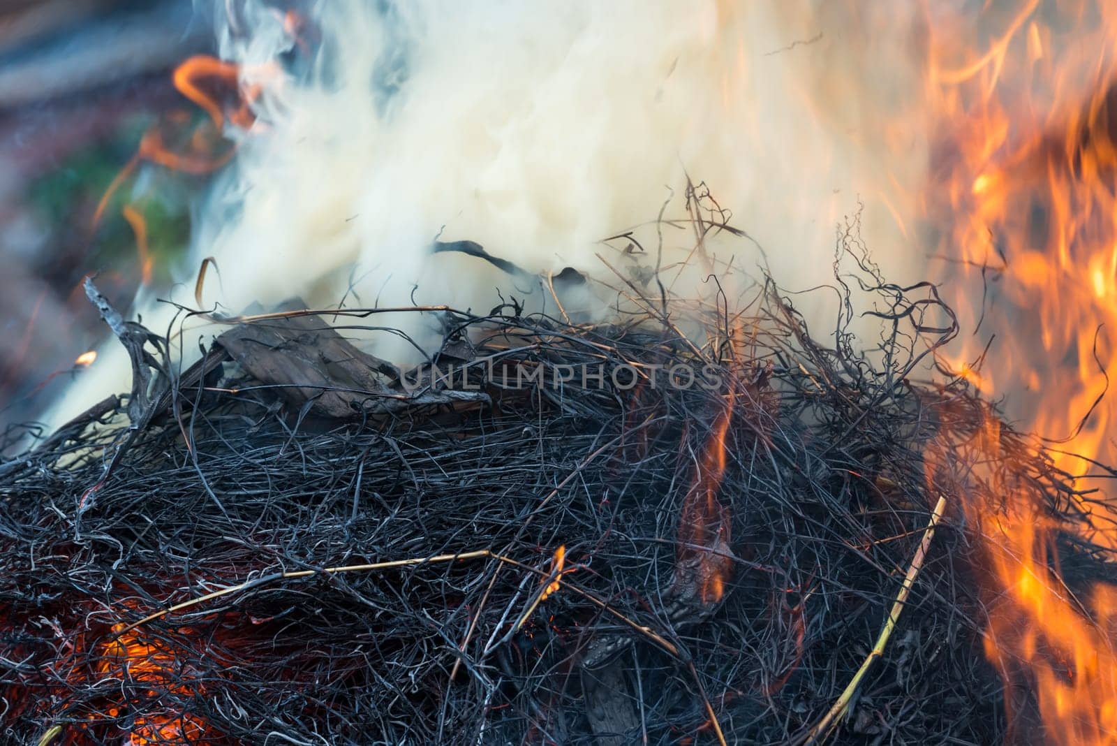 Fire and burning dry grass make a flame with smoke it danger for agriculture and environment and cause conflagration