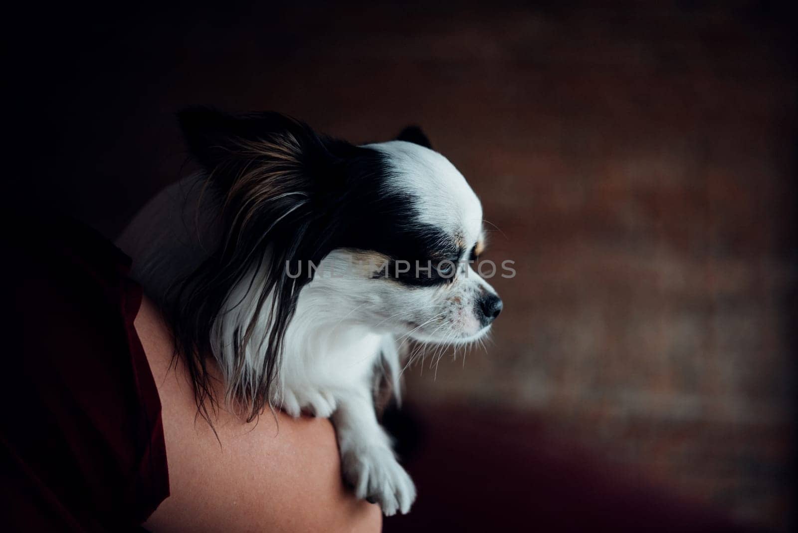 Asian woman and dog happy hugging her pat is a dog so cute chihuahua breed