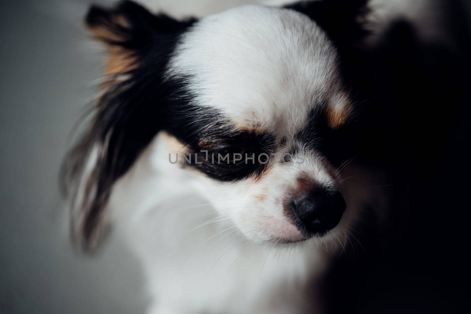 Dog so cute chihuahua breed brown and white color