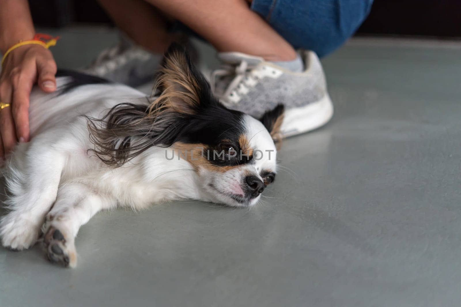 Dog so cute chihuahua breed brown and white color