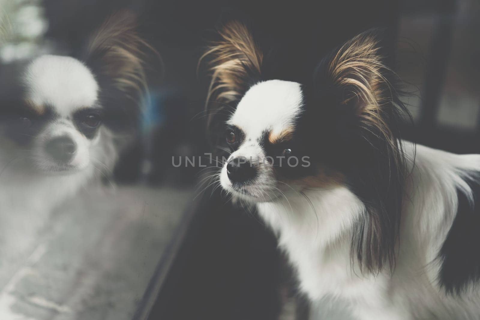 Dog so cute chihuahua breed brown and white color sitting and looking at something with interest