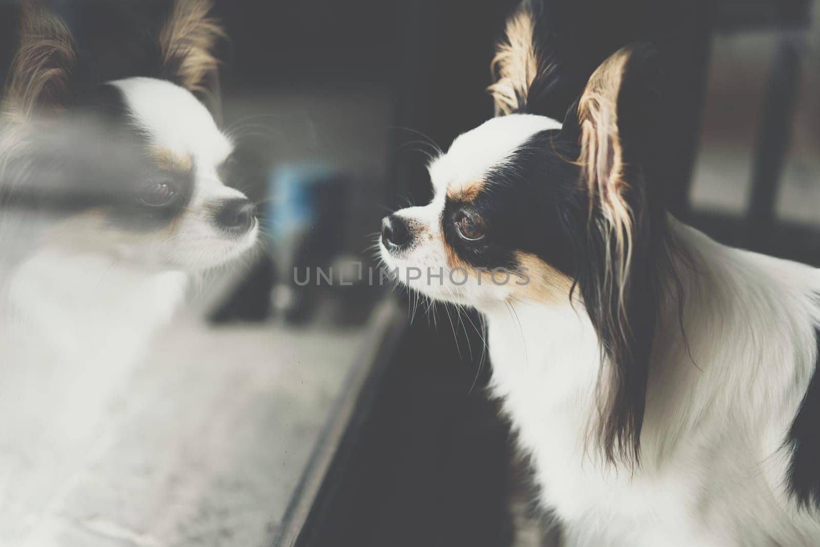 Dog so cute chihuahua breed brown and white color sitting and looking at something with interest