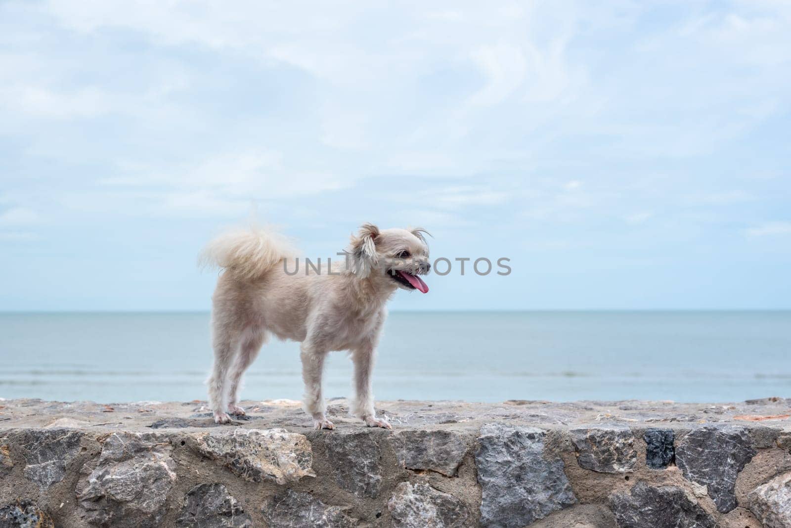 Dog so cute beige color mixed breed with Shih-Tzu, Pomeranian and Poodle on the rocky beach with happy fun when travel at place with nature beach and tropical sea with blue sky and have rock on beach