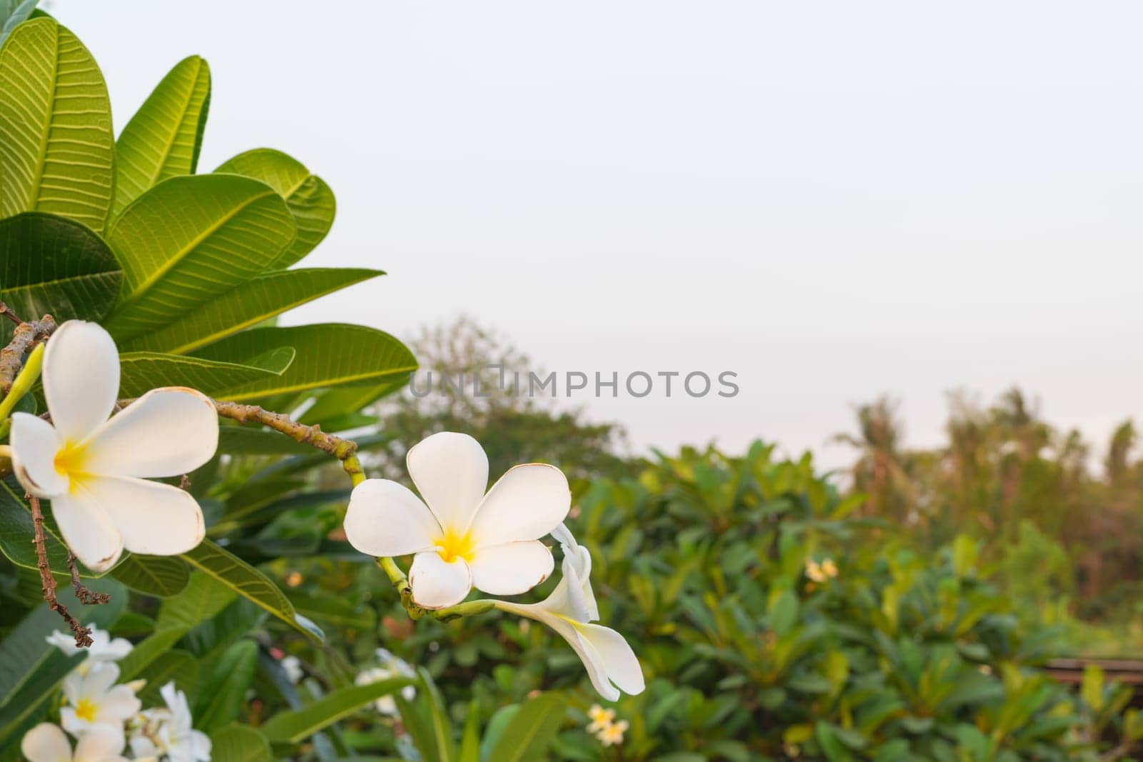 Flower (Plumeria flower) white color, Naturally beautiful flowers in the garden
