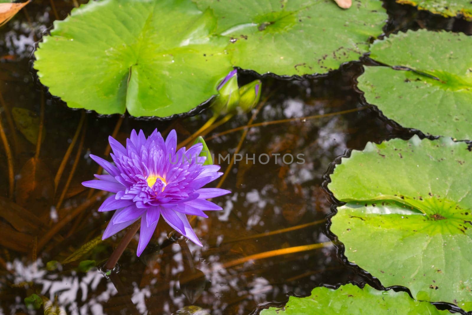 Lotus waterlily flower purple color, Naturally beautiful flowers in the garden